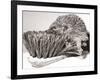 Short Sighted Hedgehog-null-Framed Photographic Print