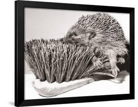 Short Sighted Hedgehog-null-Framed Photographic Print