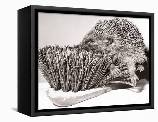 Short Sighted Hedgehog-null-Framed Stretched Canvas