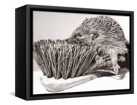 Short Sighted Hedgehog-null-Framed Stretched Canvas