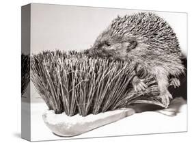 Short Sighted Hedgehog-null-Stretched Canvas