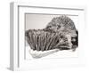 Short Sighted Hedgehog-null-Framed Photographic Print