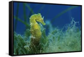 Short Snouted Seahorse (Hippocampus Hippocampus) Malta, Mediteranean, June 2009-Zankl-Framed Stretched Canvas