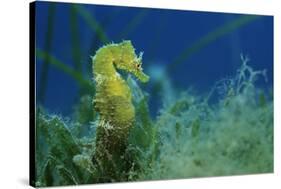 Short Snouted Seahorse (Hippocampus Hippocampus) Malta, Mediteranean, June 2009-Zankl-Stretched Canvas
