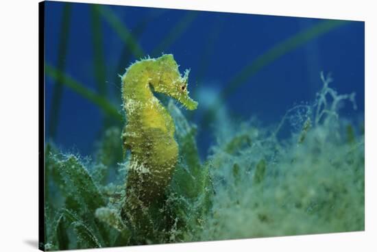 Short Snouted Seahorse (Hippocampus Hippocampus) Malta, Mediteranean, June 2009-Zankl-Stretched Canvas