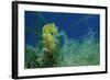 Short Snouted Seahorse (Hippocampus Hippocampus) Malta, Mediteranean, June 2009-Zankl-Framed Photographic Print