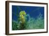 Short Snouted Seahorse (Hippocampus Hippocampus) Malta, Mediteranean, June 2009-Zankl-Framed Photographic Print