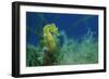 Short Snouted Seahorse (Hippocampus Hippocampus) Malta, Mediteranean, June 2009-Zankl-Framed Photographic Print