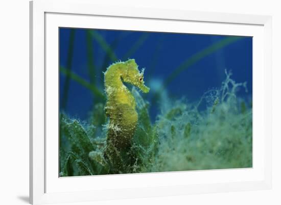 Short Snouted Seahorse (Hippocampus Hippocampus) Malta, Mediteranean, June 2009-Zankl-Framed Photographic Print