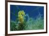 Short Snouted Seahorse (Hippocampus Hippocampus) Malta, Mediteranean, June 2009-Zankl-Framed Photographic Print