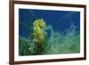 Short Snouted Seahorse (Hippocampus Hippocampus) Malta, Mediteranean, June 2009-Zankl-Framed Photographic Print