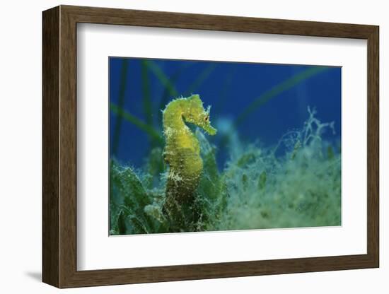 Short Snouted Seahorse (Hippocampus Hippocampus) Malta, Mediteranean, June 2009-Zankl-Framed Photographic Print