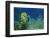 Short Snouted Seahorse (Hippocampus Hippocampus) Malta, Mediteranean, June 2009-Zankl-Framed Photographic Print