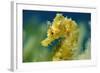 Short Snouted Seahorse (Hippocampus Hippocampus) Portrait, Malta, Mediteranean, June 2009-Zankl-Framed Photographic Print