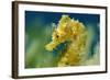 Short Snouted Seahorse (Hippocampus Hippocampus) Portrait, Malta, Mediteranean, June 2009-Zankl-Framed Photographic Print