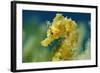 Short Snouted Seahorse (Hippocampus Hippocampus) Portrait, Malta, Mediteranean, June 2009-Zankl-Framed Photographic Print