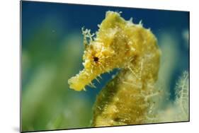 Short Snouted Seahorse (Hippocampus Hippocampus) Portrait, Malta, Mediteranean, June 2009-Zankl-Mounted Photographic Print