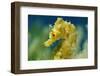 Short Snouted Seahorse (Hippocampus Hippocampus) Portrait, Malta, Mediteranean, June 2009-Zankl-Framed Photographic Print