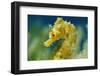 Short Snouted Seahorse (Hippocampus Hippocampus) Portrait, Malta, Mediteranean, June 2009-Zankl-Framed Photographic Print