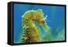 Short Snouted Seahorse (Hippocampus Hippocampus) Profile, Malta, Mediteranean, June-Zankl-Framed Stretched Canvas