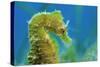 Short Snouted Seahorse (Hippocampus Hippocampus) Profile, Malta, Mediteranean, June-Zankl-Stretched Canvas