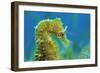 Short Snouted Seahorse (Hippocampus Hippocampus) Profile, Malta, Mediteranean, June-Zankl-Framed Photographic Print