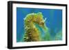 Short Snouted Seahorse (Hippocampus Hippocampus) Profile, Malta, Mediteranean, June-Zankl-Framed Photographic Print