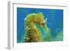 Short Snouted Seahorse (Hippocampus Hippocampus) Profile, Malta, Mediteranean, June-Zankl-Framed Photographic Print