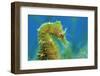 Short Snouted Seahorse (Hippocampus Hippocampus) Profile, Malta, Mediteranean, June-Zankl-Framed Photographic Print