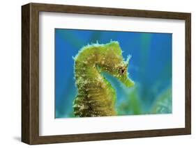 Short Snouted Seahorse (Hippocampus Hippocampus) Profile, Malta, Mediteranean, June-Zankl-Framed Photographic Print