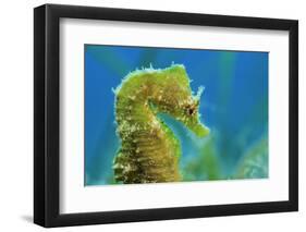 Short Snouted Seahorse (Hippocampus Hippocampus) Profile, Malta, Mediteranean, June-Zankl-Framed Photographic Print