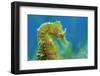 Short Snouted Seahorse (Hippocampus Hippocampus) Profile, Malta, Mediteranean, June-Zankl-Framed Photographic Print