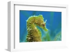 Short Snouted Seahorse (Hippocampus Hippocampus) Profile, Malta, Mediteranean, June-Zankl-Framed Photographic Print