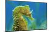 Short Snouted Seahorse (Hippocampus Hippocampus) Profile, Malta, Mediteranean, June-Zankl-Mounted Photographic Print