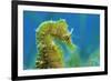 Short Snouted Seahorse (Hippocampus Hippocampus) Profile, Malta, Mediteranean, June-Zankl-Framed Photographic Print