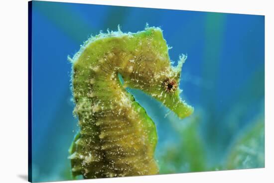 Short Snouted Seahorse (Hippocampus Hippocampus) Profile, Malta, Mediteranean, June-Zankl-Stretched Canvas