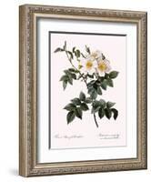 Short-Styled Rose-Pierre Joseph Redoute-Framed Giclee Print