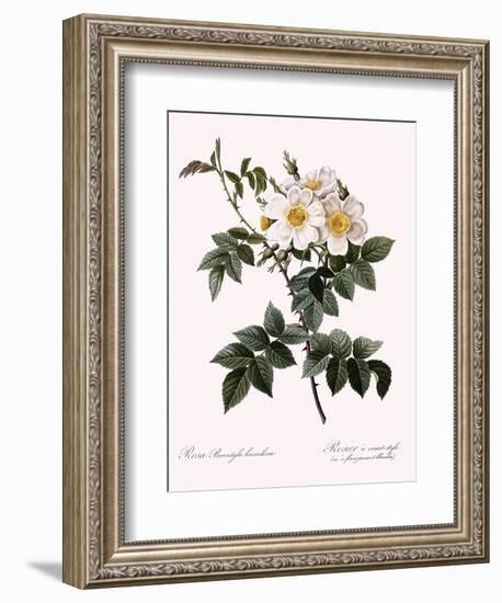 Short-Styled Rose-Pierre Joseph Redoute-Framed Giclee Print