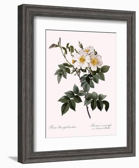 Short-Styled Rose-Pierre Joseph Redoute-Framed Giclee Print