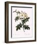 Short-Styled Rose-Pierre Joseph Redoute-Framed Giclee Print