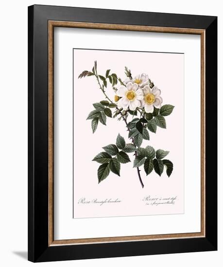 Short-Styled Rose-Pierre Joseph Redoute-Framed Giclee Print