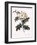 Short-Styled Rose-Pierre Joseph Redoute-Framed Giclee Print