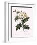 Short-Styled Rose-Pierre Joseph Redoute-Framed Giclee Print