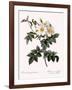 Short-Styled Rose-Pierre Joseph Redoute-Framed Giclee Print