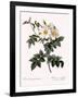 Short-Styled Rose-Pierre Joseph Redoute-Framed Giclee Print