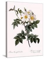 Short-Styled Rose-Pierre Joseph Redoute-Stretched Canvas