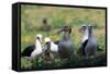 Short-Tailed Albatross-W. Perry Conway-Framed Stretched Canvas