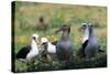 Short-Tailed Albatross-W. Perry Conway-Stretched Canvas
