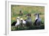 Short-Tailed Albatross-W. Perry Conway-Framed Photographic Print