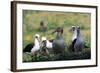 Short-Tailed Albatross-W. Perry Conway-Framed Photographic Print